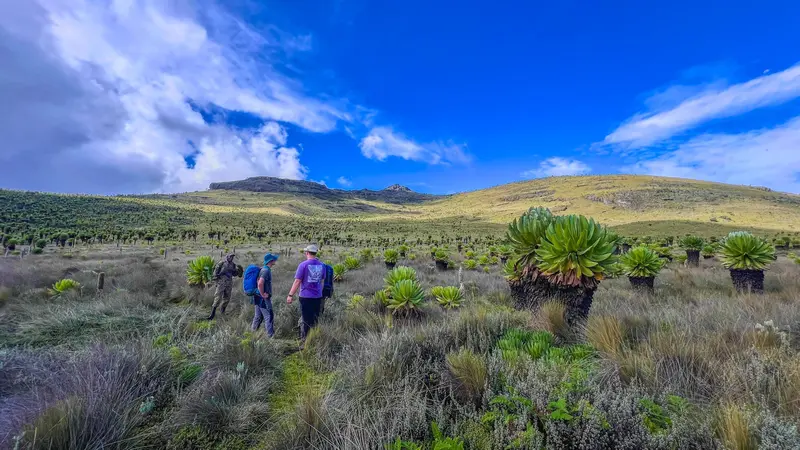 vegetation mount elgon