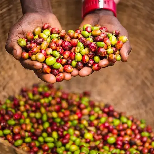 sipi coffee tour
