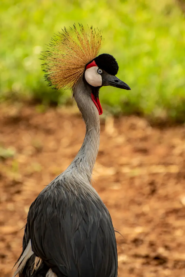 Crested Crane in Pian Upe Crested Crane in Pian Upe
