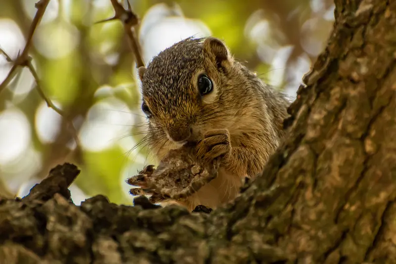 Squirrel in Pian Upe Squirrel in Pian Upe