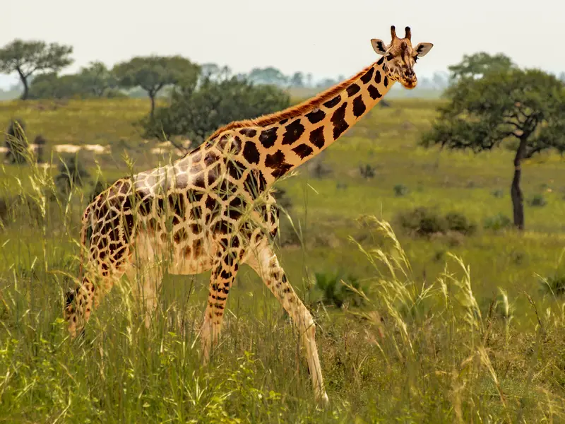 Sipi Falls and Pian Upe Wildlife Experience