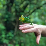 Chameleon sighting during sipi falls hike