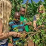 coffee tour coffee picking