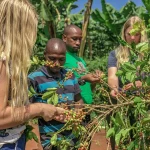 coffee tour coffee picking